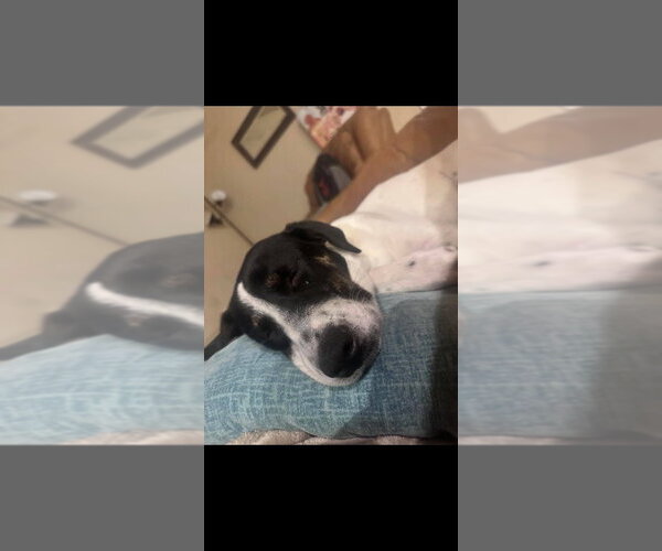 Medium Photo #2 Borador Puppy For Sale in Salt Lake City, UT, USA