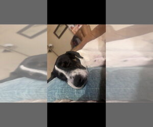 Dos - Female Borador Dog for Adoption - Photo #2