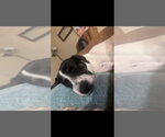 Small #1 Borador
