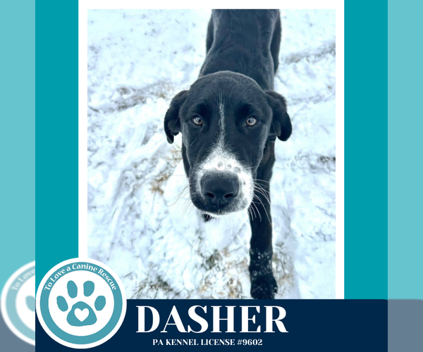 Medium Photo #4 Labrenees Puppy For Sale in Kimberton, PA, USA