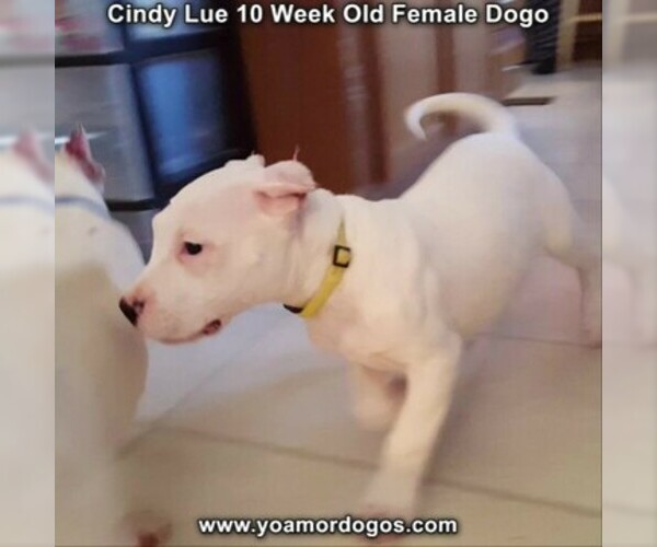 Medium Photo #102 Dogo Argentino Puppy For Sale in PINEVILLE, MO, USA