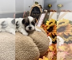 Puppy Patches YorkiePoo