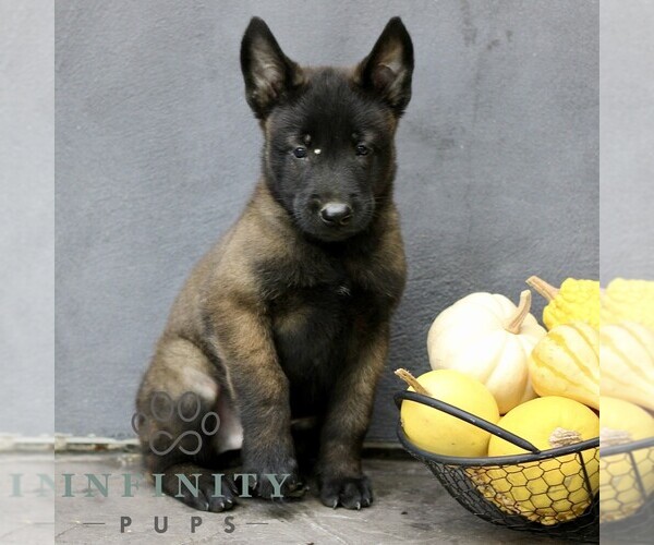 Medium Photo #4 Belgian Malinois Puppy For Sale in RONKS, PA, USA