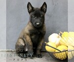 Riley - Male Belgian Malinois Puppy for Sale - Photo #4