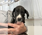 Puppy Puppy 6 neon G Great Dane