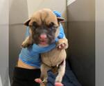 A613207 - Female Mutt Dog for Adoption - Small photo