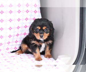 Cavalier King Charles Spaniel-Mutt Mix Puppy for sale in SHILOH, OH, USA