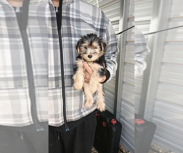 Medium Photo #2 Yorkshire Terrier Puppy For Sale in BENSON, NC, USA