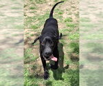 Small #3 Great Dane-Labrador Retriever Mix