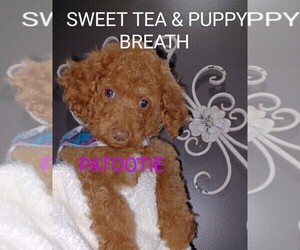 Cavapoo Puppy for sale in BEAUFORT, SC, USA