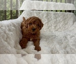 Small Photo #7 Goldendoodle mix (+ Poodle Miniature) Puppy For Sale in RANDOLPH, WI, USA
