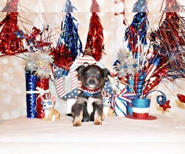 Medium Photo #21 Chihuahua Puppy For Sale in CHARLESTON, AR, USA