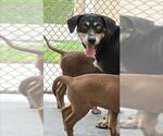 Small Labrador Retriever Mix