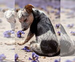 Small #1 Mutt