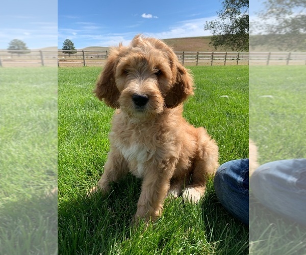 Medium Photo #4 Pyredoodle Puppy For Sale in PRESCOTT, WA, USA