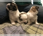 Small Photo #11 Shih Tzu Puppy For Sale in ARDEN, NC, USA