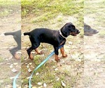 Small #3 Doberman Pinscher