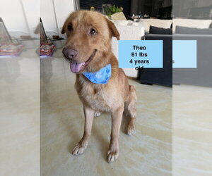 Theo - Male Golden Labrador Dog for Adoption - Photo #4