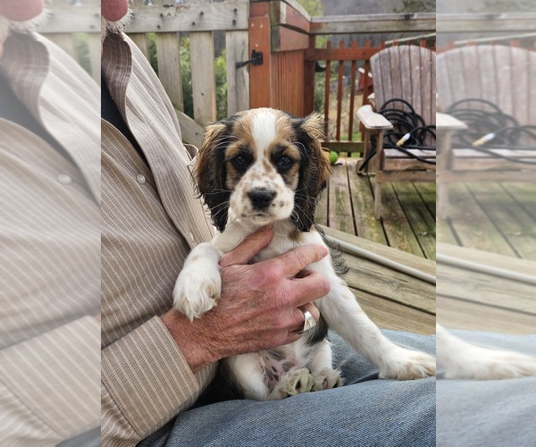 Medium Photo #11 Cocker Spaniel Puppy For Sale in FANCY GAP, VA, USA