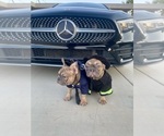 Small #30 French Bulldog