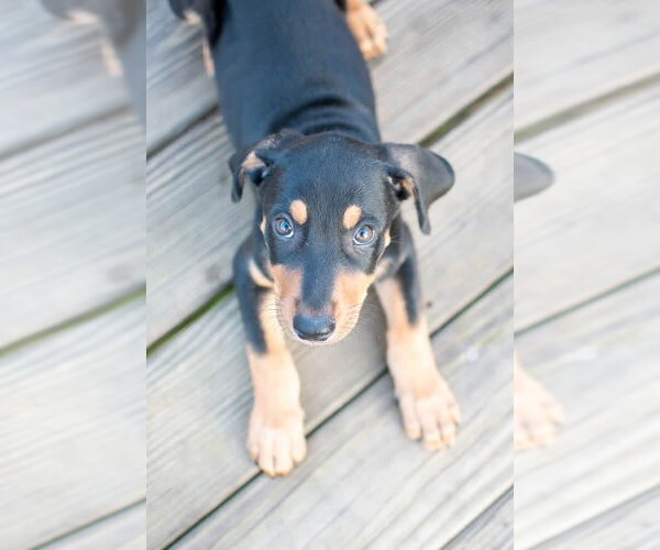Medium Photo #1 Mutt Puppy For Sale in Germantown, OH, USA