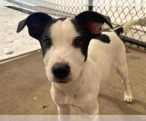 Medium Photo #2 Labrador Retriever Puppy For Sale in Tulsa, OK, USA