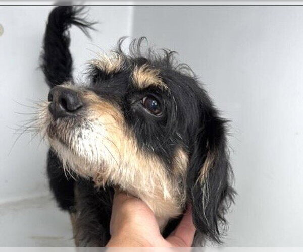 Medium Photo #1 Miniature Schnauzer-Unknown Mix Puppy For Sale in Houston, TX, USA