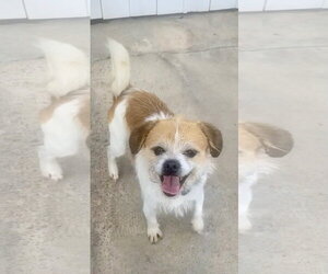 Mooshu - Male Border Terrier-Unknown Mix Dog for Adoption - Photo #2