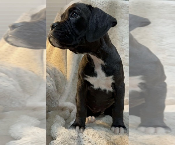 Medium Photo #1 Boxer Puppy For Sale in VICTORIA, TX, USA