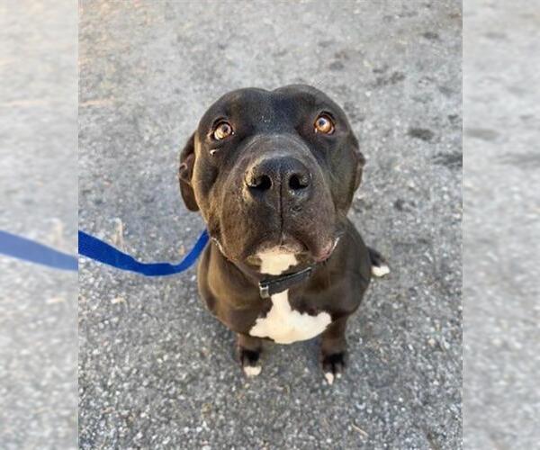 Medium Photo #2 American Pit Bull Terrier Puppy For Sale in Big Bear City, CA, USA