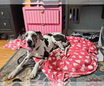 Small #2 Great Dane
