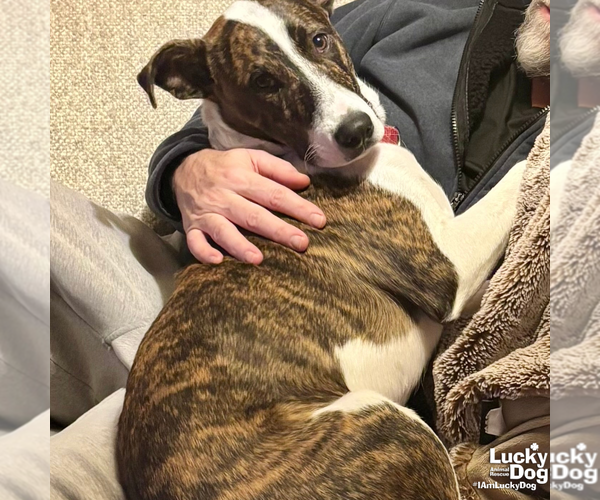 Medium Photo #3 Mutt Puppy For Sale in Washington, DC, USA