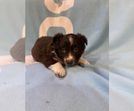 Small Photo #17 Australian Shepherd Puppy For Sale in EXETER, MO, USA