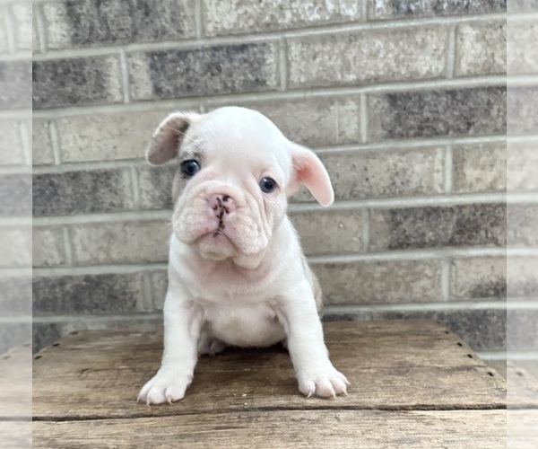 Medium Photo #5 French Bulldog Puppy For Sale in MIDDLEBURY, IN, USA