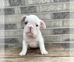 Small #4 French Bulldog