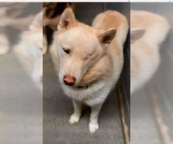 Medium Photo #7 Siberian Husky Puppy For Sale in Cedar Crest, NM, USA