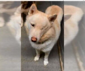 Chase - Male Siberian Husky Dog for Adoption - Photo #7