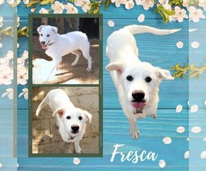Great Pyrenees-Unknown Mix Dogs for adoption in Lindsay, CA, USA