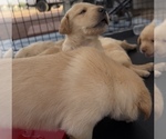 Small #20 Golden Labrador