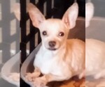 Small Photo #1 Chihuahua Puppy For Sale in RALEIGH, NC, USA