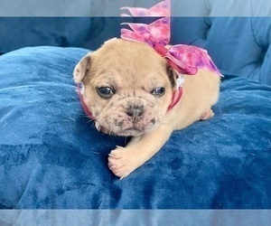 French Bulldog Puppy for sale in SAINT LOUIS, MO, USA