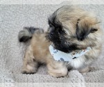 Small Photo #10 Shih Tzu Puppy For Sale in MANES, MO, USA