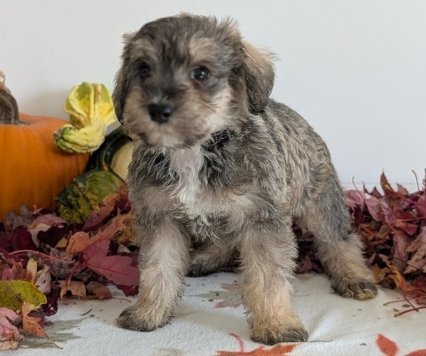 Medium Photo #7 Schnoodle (Miniature) Puppy For Sale in GOSHEN, IN, USA