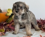 Small #6 Schnoodle (Miniature)