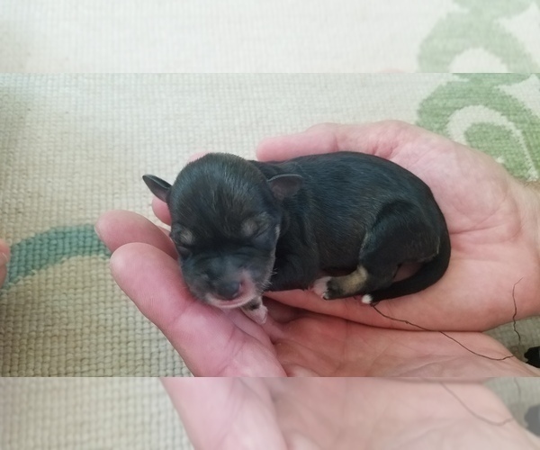Medium Photo #5 Schnauzer (Miniature) Puppy For Sale in LEESBURG, VA, USA