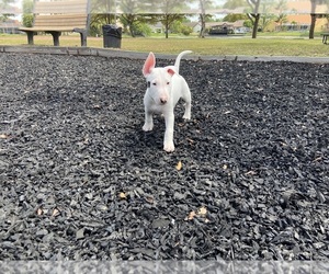 Bull Terrier Puppy for sale in PEMBROKE PINES, FL, USA