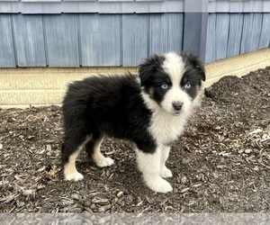 Australian Shepherd Puppy for sale in LODA, IL, USA
