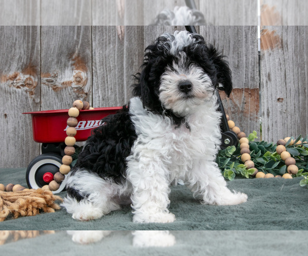 Medium Photo #1 Poodle (Toy) Puppy For Sale in HOWE, IN, USA