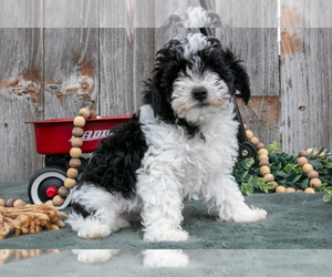 Medium Poodle (Toy)