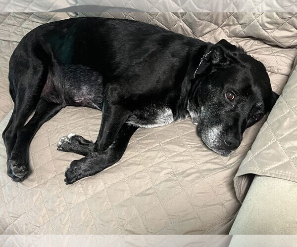 Medium Photo #35 Boxer-Unknown Mix Puppy For Sale in Mount Laurel, NJ, USA